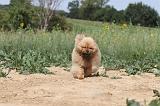 CHOW CHOW 078